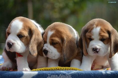 szczeniaki beagle za darmo.